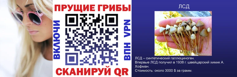 где купить наркоту  Судогда  Галлюциногенные грибы Magic Shrooms 